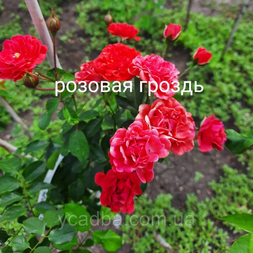 Троянда штамбова Рожева Грона