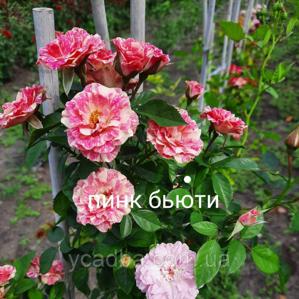 Троянда штамбова Пінк Б'юті