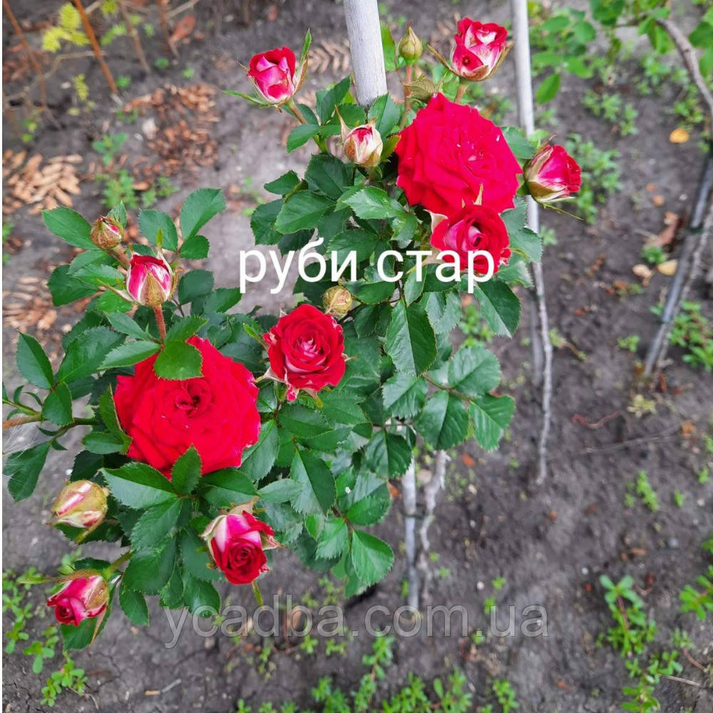 Троянда штамбова Рубі Стар
