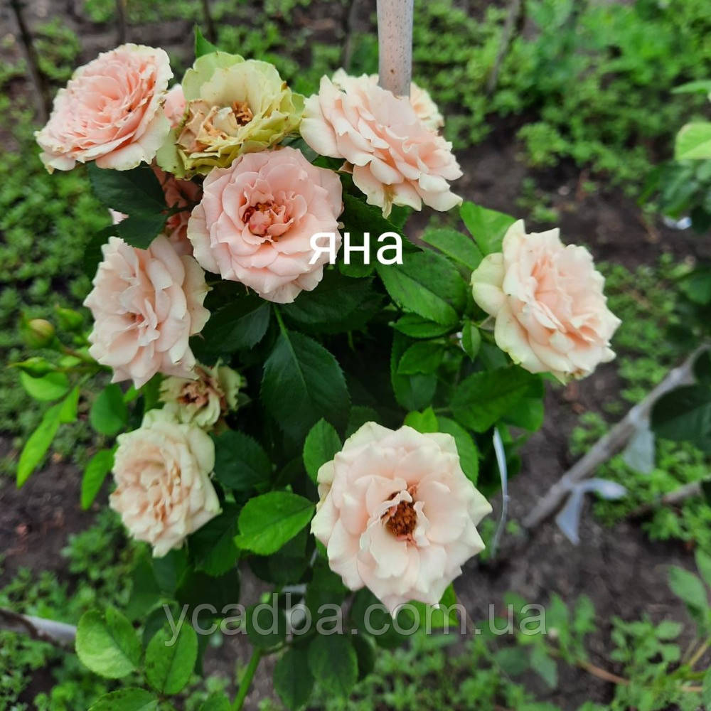 Троянда штамбова Яна