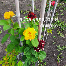 Штамбові троянди