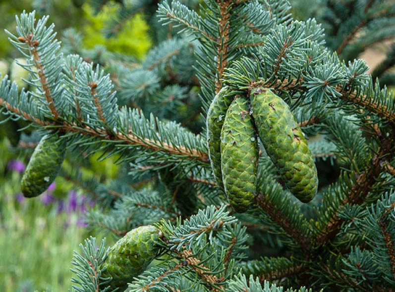 Ель Вильсона (Picea Wilsonii) 17-23 см - фото 9 - id-p1475433076