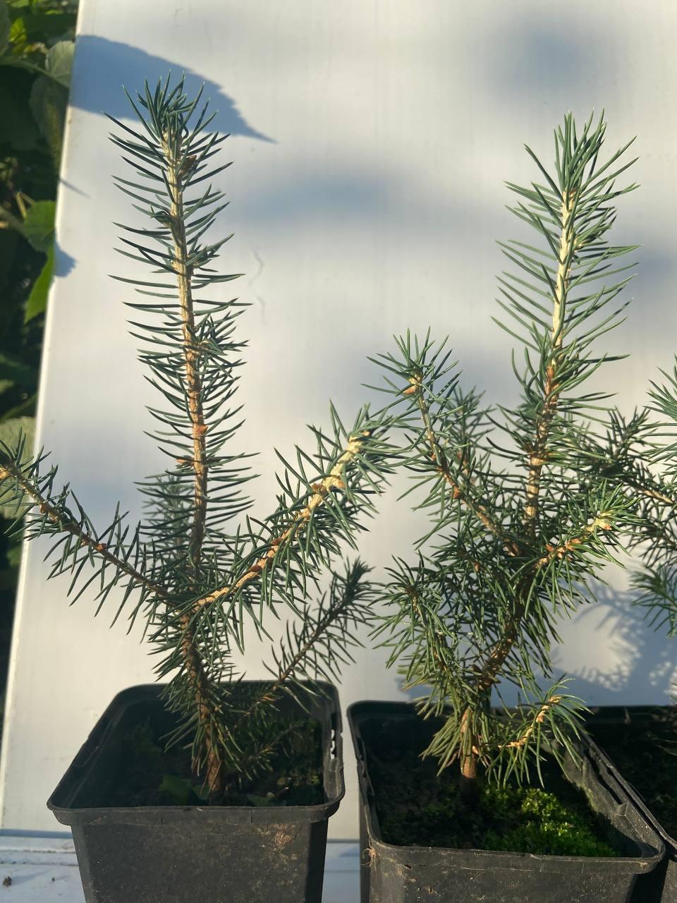 Ель Вильсона (Picea Wilsonii) 17-23 см - фото 7 - id-p1475433076