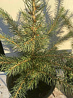 Ялина блакитна Глаука Маджістик Блю ( Picea pungens Glauca Majestic Blue) 35-40 см