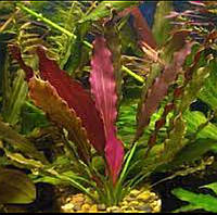Аквариумное растение Эхинодорус джани