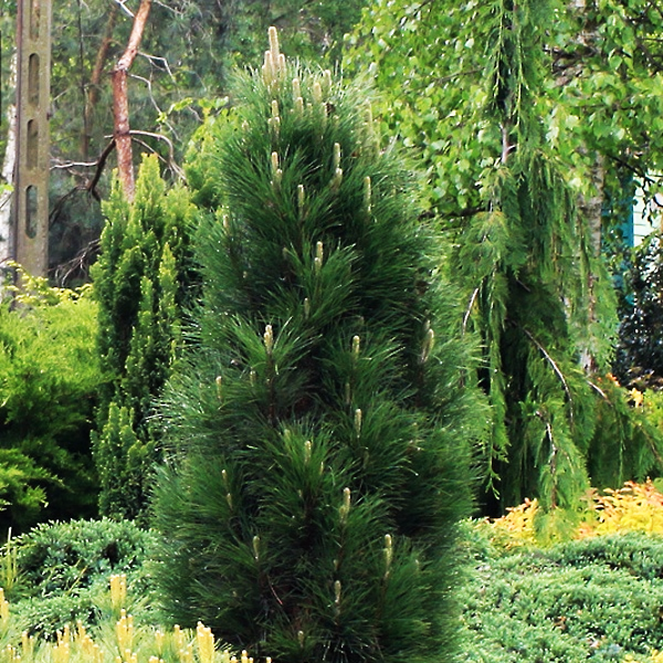 Сосна чорна Грін Тауер / С20 / h 60-70 / Pinus nigra Green Tower
