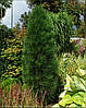 Сосна чорна Грін Тауер / С20 / h 60-70 / Pinus nigra Green Tower, фото 4