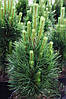 Сосна чорна Грін Тауер / С20 / h 60-70 / Pinus nigra Green Tower, фото 5