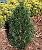 Сосна чорна Зіммер / С7,5 / h 50-70 / Pinus nigra Zimmer, фото 2