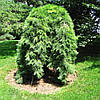 Сосна веймутова Пендула / С90 / h 160-200 / Pinus Pendula, фото 8