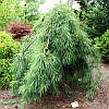 Сосна веймутова Пендула / С90 / h 160-200 / Pinus Pendula, фото 9