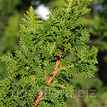 Кипарисовик тупий 'Філікоідес / Filicoides' ком 150-160см, фото 3