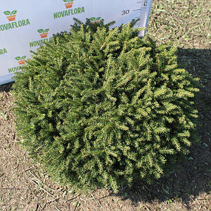 Ялина звичайна 'Нідіформіс / Nidiformis' ком 70-80см