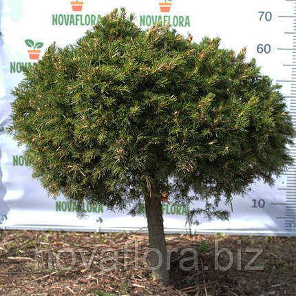 Ялина звичайна / європейська 'Ексцелса / Excelsa' (куля) 70-110см, фото 2