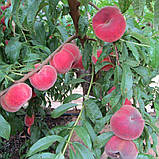 Саджанці персика ПЛАНЕ САН пізнього строку дозрівання (дворічний), фото 2