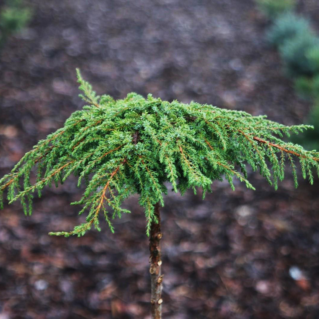 Ялівець Грін Карпет / Штамб / h 60 / Juniperus Green Carpet