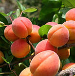 Саджанці абрикосу АЛЬБІНОВА среднепоздний термін дозрівання, фото 3