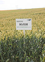 Насіння пшениці озимої Юлія Чехія 1-ша репродукція, 50 кг