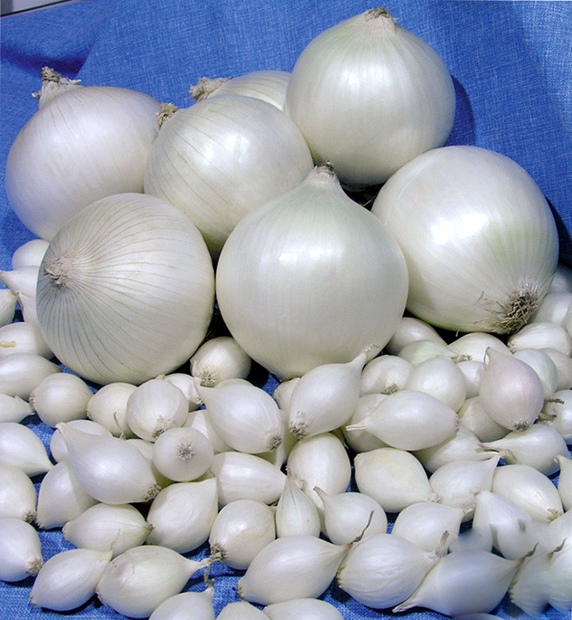 Цибуля сіянка озима Гледстоун вагова (ціна за 1 кг), Голандія, фото 1
