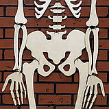 Скелет "Джека" повний зріст 170см, фото 3