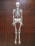 Скелет "Джека" повний зріст 170см, фото 4