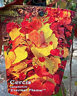 Церцис canadensis "Eternal flame". Церсис канадський "Вічний вогонь". Cercis canadensis "Eternal flame".