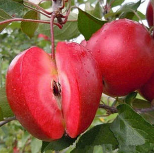 Саджанці красномясой яблуні "Ред Кетті"2 річні,швидкоплідна, фото 2