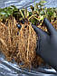 Розсада полуниці Aрoзa (Arosa) - середня, урожайна, щільна, фото 7