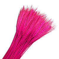 Пшеница колоски (сухоцветы) ярко-розовый