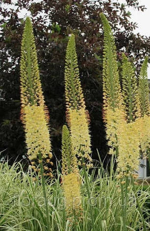Eremurus (Ширяш) Moneymaker (Манимэйкер ), 1 шт., фото 2