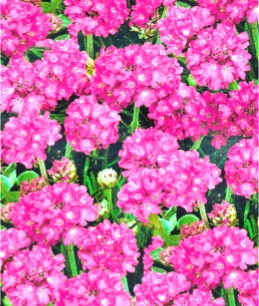 Армерія багаторічна