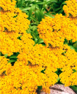 Аліссум скельний