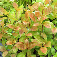 Вейгела квітуюча Wings Of Fire саджанці в горщиках Weigela florida Wings Of Fire