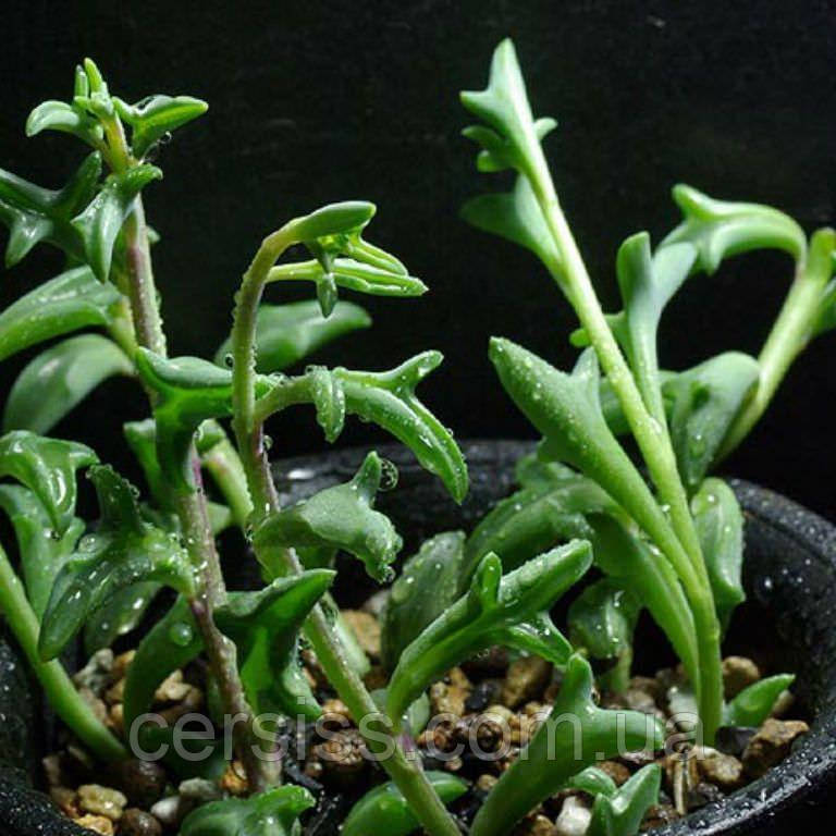 Хрестовник періргінус (дельфін), Senecio Peregrinus