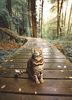 Фото Открытка "Кошка в осеннем лесу"