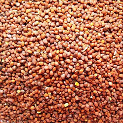 Редька маслична 1 кг