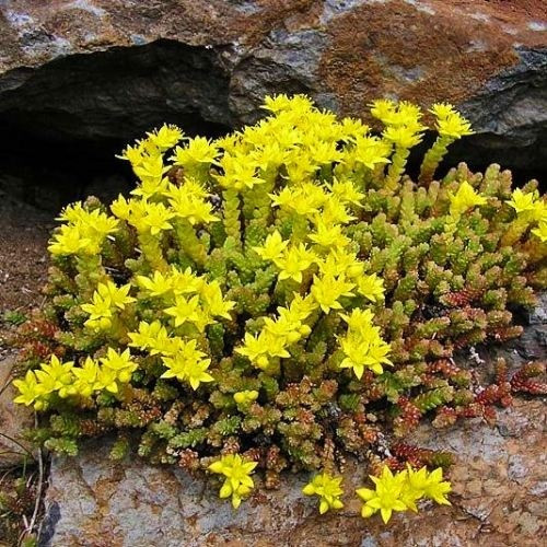 Саджанці Очитку їдкого (Sedum acre) Р9, фото 1