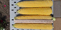 Сансвит F1 1 кг | Насіння цукрова кукурудза | Sansweet F1 [ LIBRA SEEDS ]