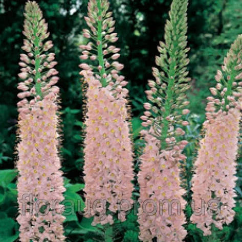 Еремурус (Ширяш) Ольги (Eremurus Оlgae), 1 шт. Україна, фото 2