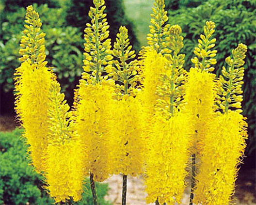 Eremurus Bungei (Бунге) 1 шт. Україна., фото 2