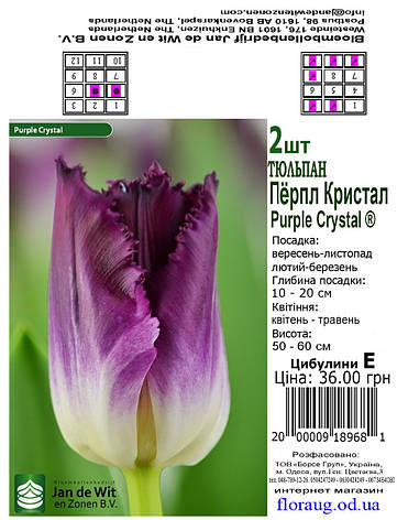 Тюльпан Перпл Кристал (Purple Crystal), 2 шт. Голандія, фото 2