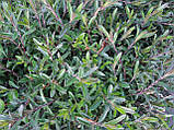 Гвоздика-травянка червона - насіння, ціна за 30шт, фото 3