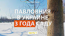 Павловнія в Україні. Три роки саду. Догляд та рекомендації Пасічникам. Частина 1 Paulownia in Ukraine.