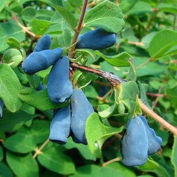 Саджанці жимолості їстівної Блакитне Веретено - рання, урожайна, зимостійка (2-х льотка)