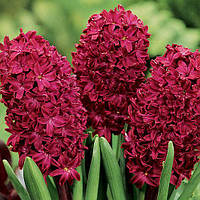 Гіацинт Woodstock (цибулини 14/15)