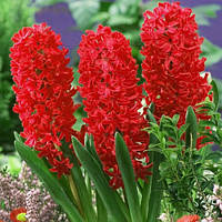 Гіацинт Jan Bos (цибулини)