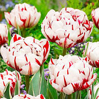 Тюльпан 2 шт Махровий Carnaval de Nice цибулини 10/11