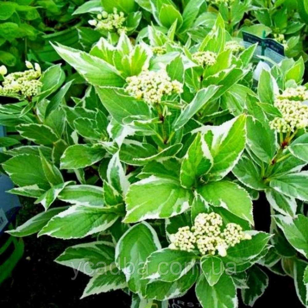 Гортензія крупнолистова Марієссї Варієгата, Mariesii Variegata 40 (горшик 3л)