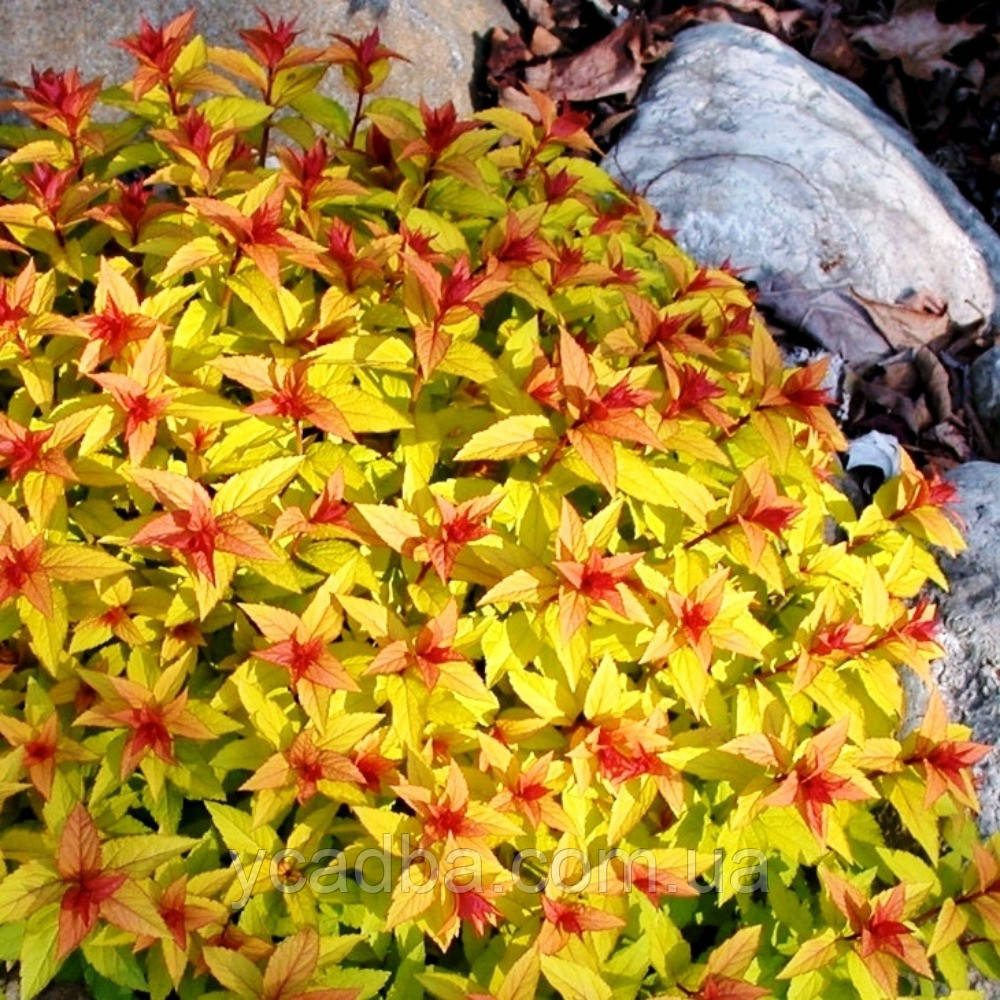 Спірея японська  Меджік Карпет (горшик 0,5л), фото 1