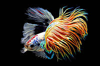 Картина Betta fish, 21х30 см, петушок коронохвост мультиколор. Интерьерная картина рыбы петушки